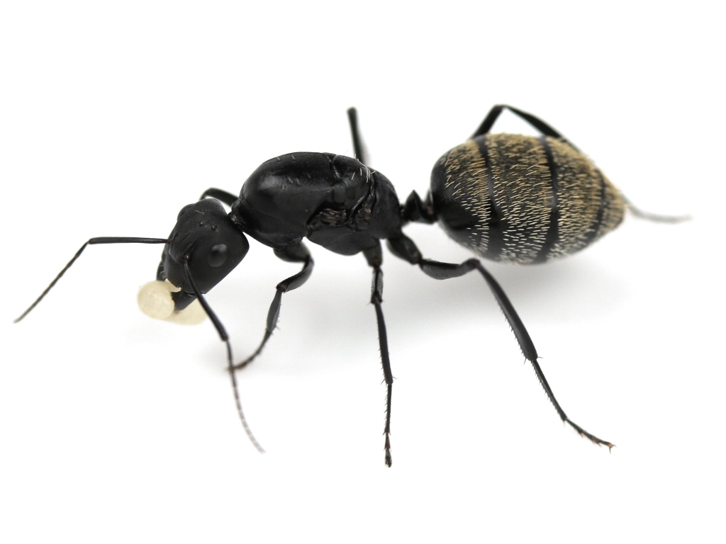 Camponotus fulvopilosus (silberfarbend)